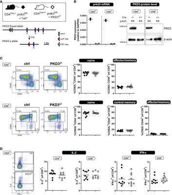 T cell-intrinsic protein kinase D3 is dispensable for the cells’ activation